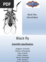 Taxonomic Classification of Housefly | PDF | Pupa | Fly