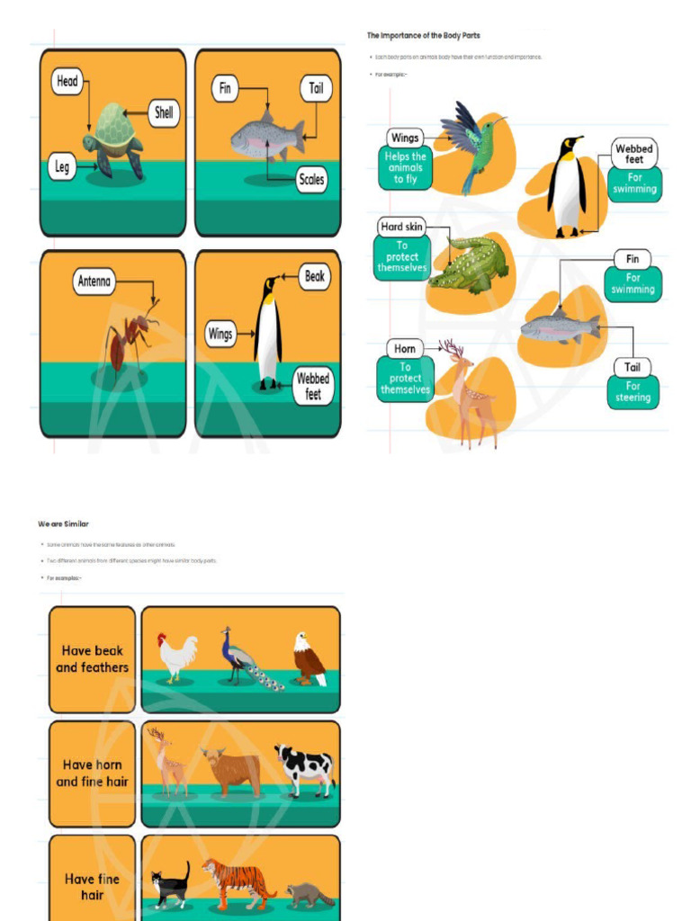 Parts of Animals | PDF