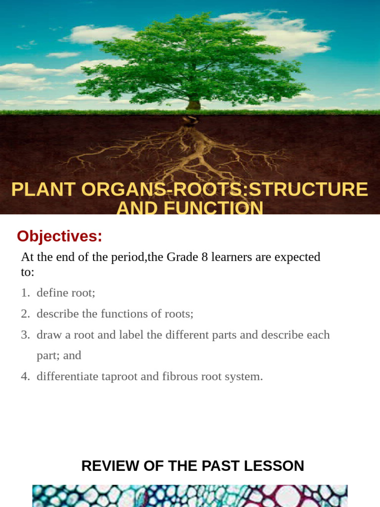Plant Organs Roots Structure and Function | PDF | Root | Plants