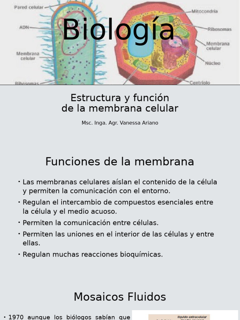 Funciones y estructura de la membrana celular | PDF