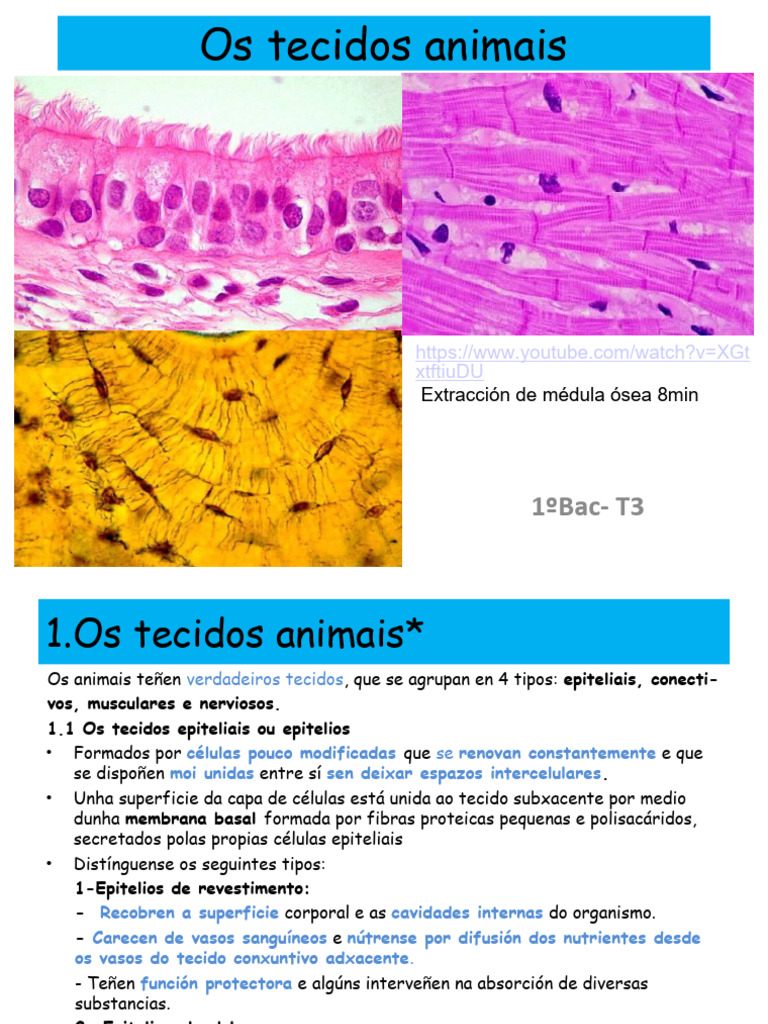 1ºbac - Os Tecidos Animais | PDF