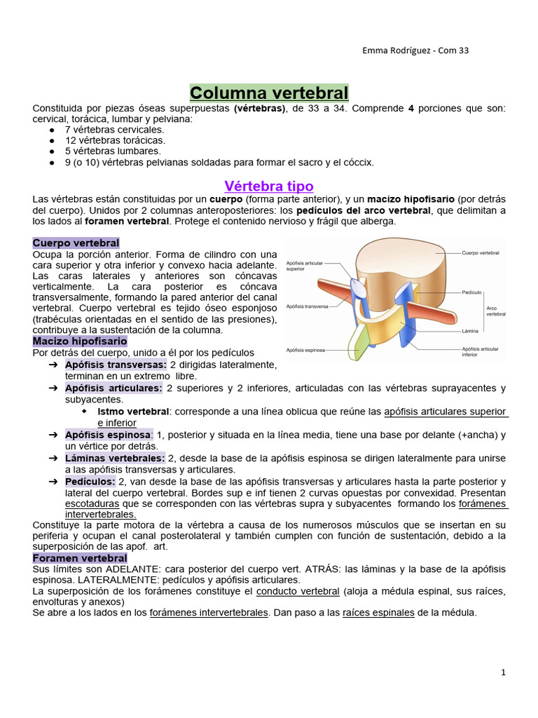 Anatomía de la Columna Vertebral | PDF | La columna vertebral | Vértebra
