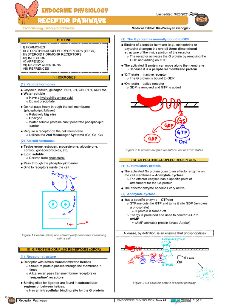1. Receptor Pathways | PDF | Hormone | Signal Transduction