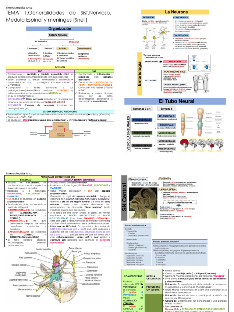 Tema 1 Generalidades De Sist Nervioso Medula Espinal Y Memninges Pdf