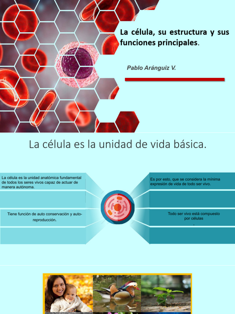 Estructura y Función Celular Básica | PDF | Biología Celular) | Citoplasma