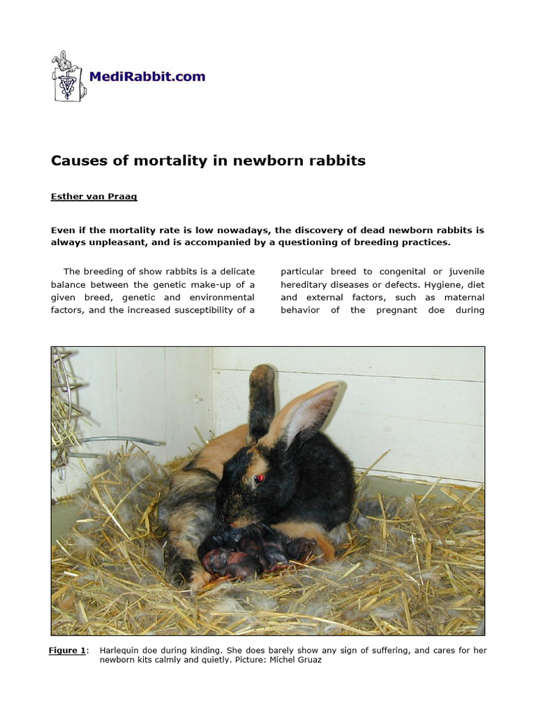 Newborn_mortality_en | PDF | Rabbit | Selective Breeding