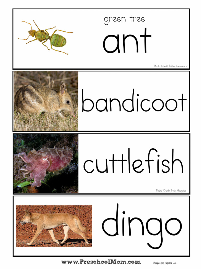 A z australian animal wordwall cards pdf