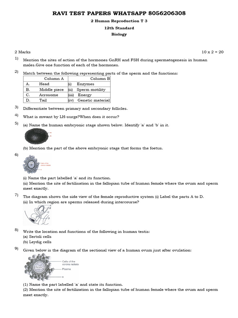 Human Reproduction Exam Questions | PDF | Mammal Reproductive System ...