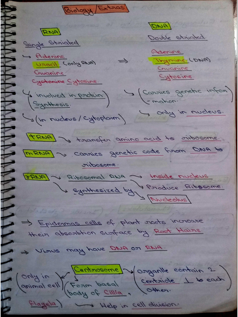Biology (Extra High Level Concept) | PDF