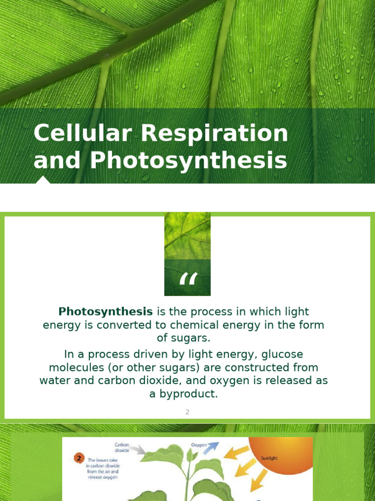 Cellular Respiration and Photosynthesis (1) | PDF
