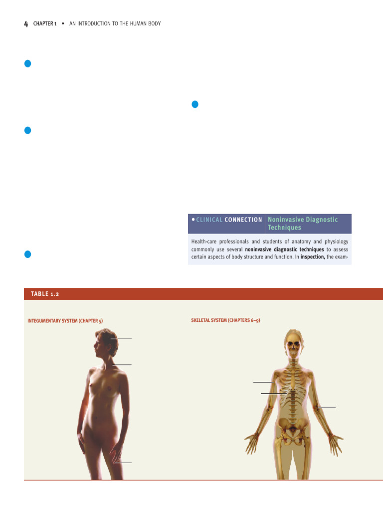 An Introduction To The Human Body 4 | PDF | Tissue (Biology) | Human ...