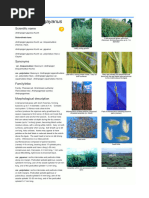 Hagonoy Plant: Invasive and Medicinal Uses | PDF | Leaf | Invasive Species