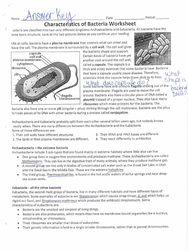 Characteristics of Bacteria Ws Key | PDF