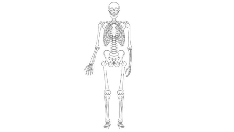 Skeleton | PDF