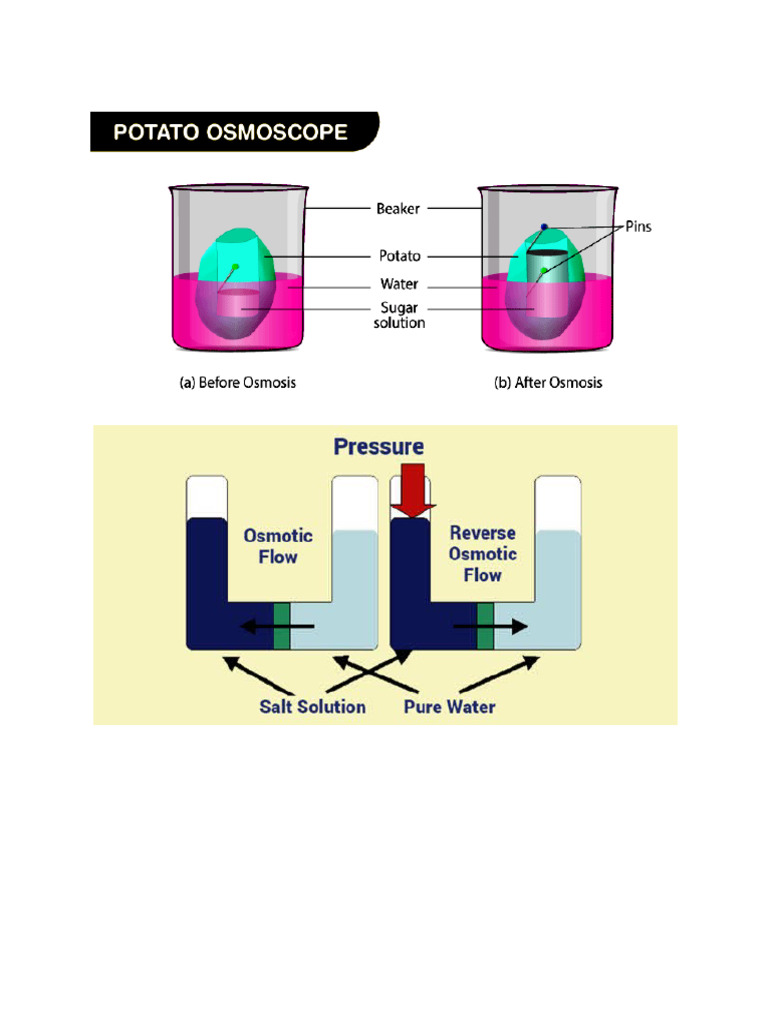 Osmosis 2 | PDF