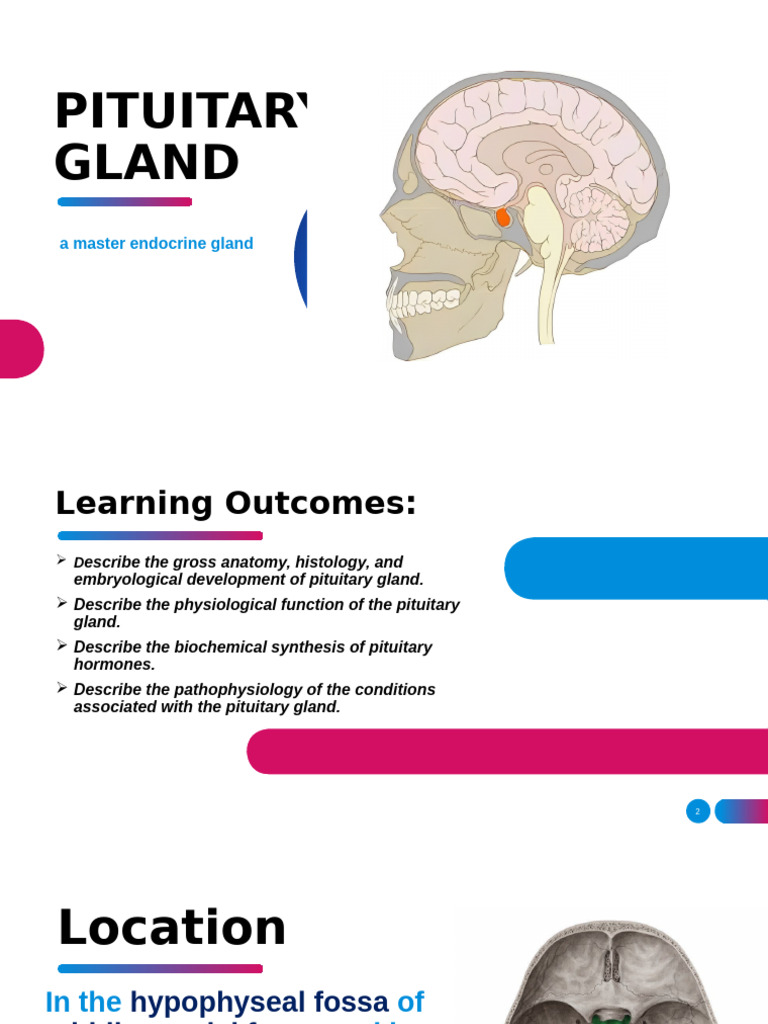 Overview of the Pituitary Gland Functions | PDF | Pituitary Gland ...