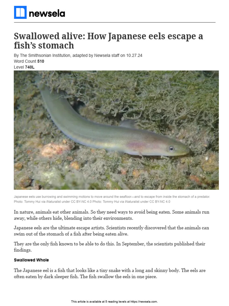 Japanese Eels: Masters of Escape | PDF | Fish