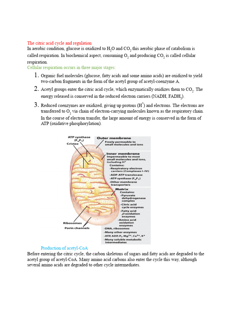 Citric Acid Cycle | PDF