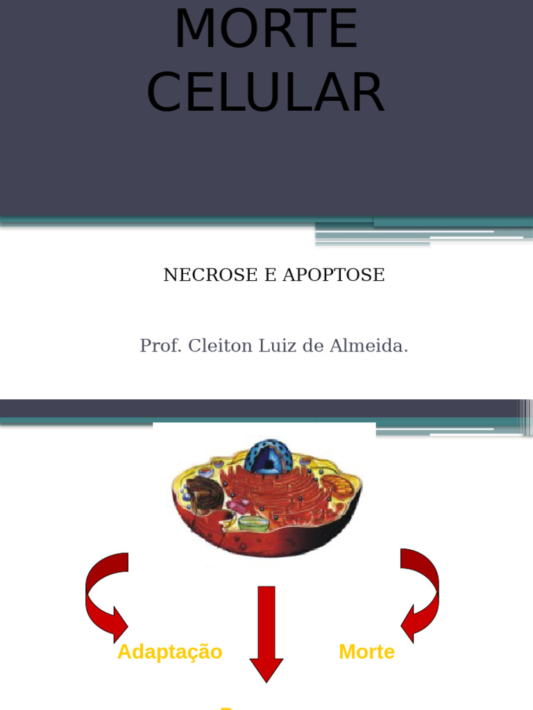 Tipos de Morte Celular: Necrose e Apoptose | PDF | Necrose | Apoptose