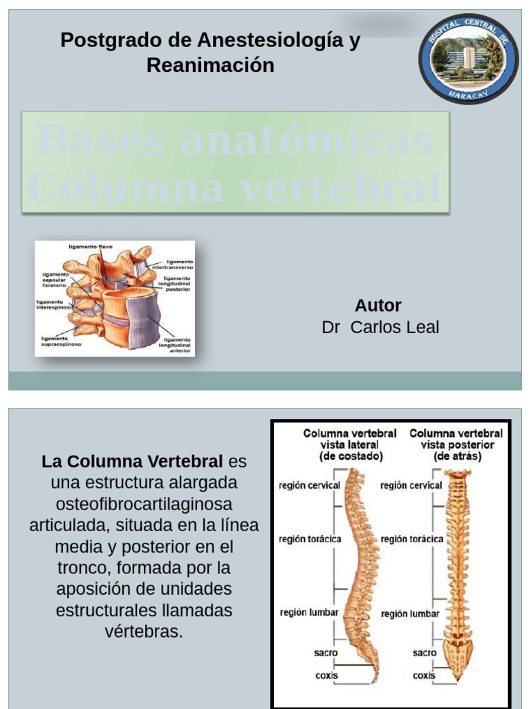 Anatomía de la Columna Vertebral | PDF | Vértebra | La columna vertebral