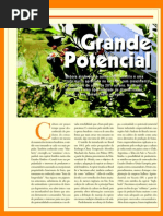 Como Cultivar Mirtilo