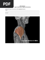 Muscles of The Torso Worksheet | PDF