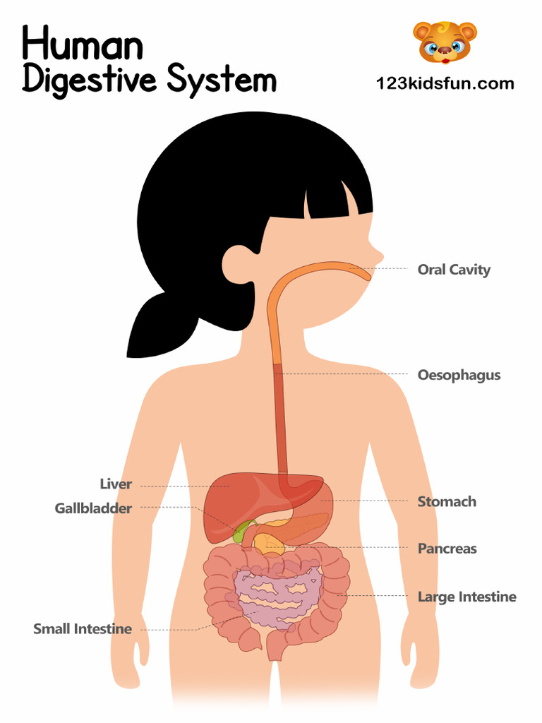 Human Body Digestive System 2 | PDF
