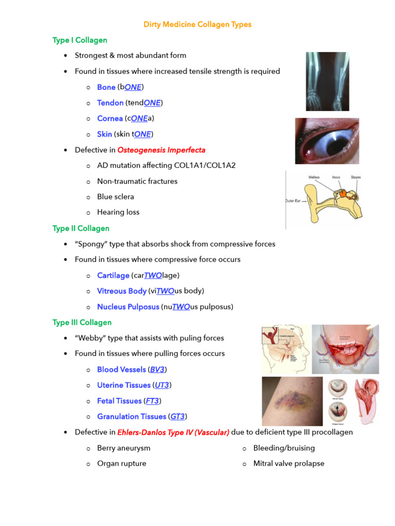 Types of Collagen and Their Functions | PDF