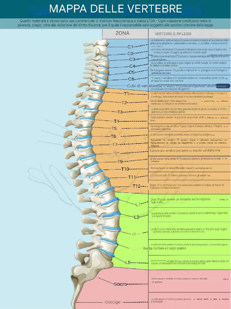 Manuale Mappa Vertebre e Riflessi | PDF