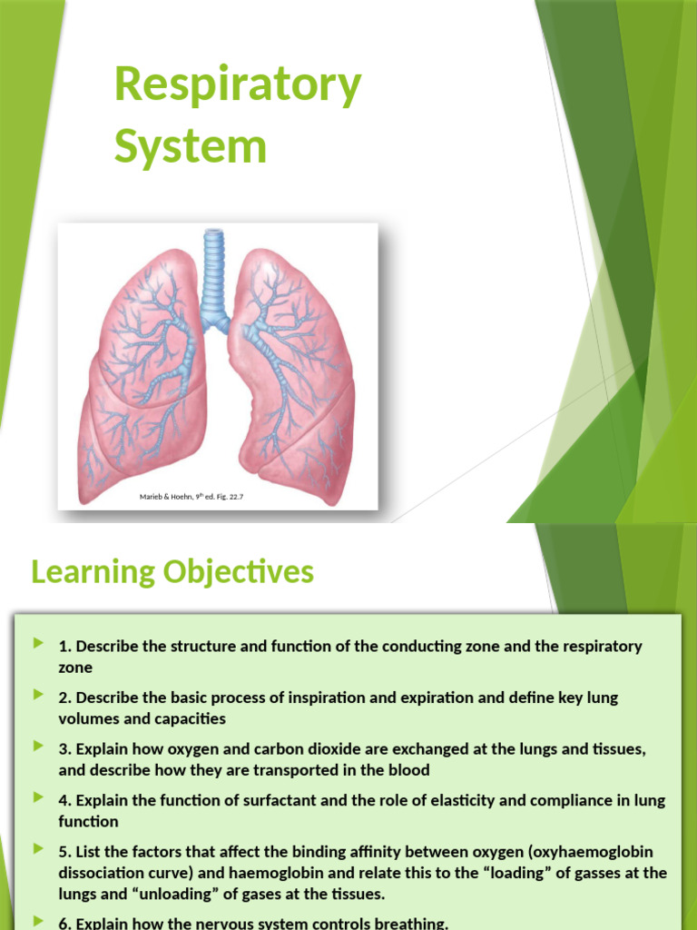 Overview of the Human Respiratory System | PDF | Respiratory System ...