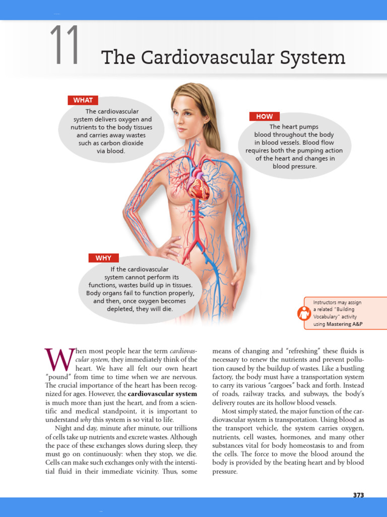 Cardiovascular | PDF | Heart Valve | Heart