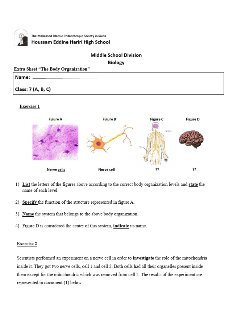 Extra Sheet Body Organization | PDF | Photosynthesis | Biology