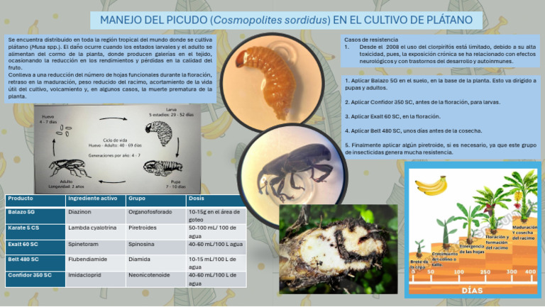 Cosmopolites Sordidus | PDF