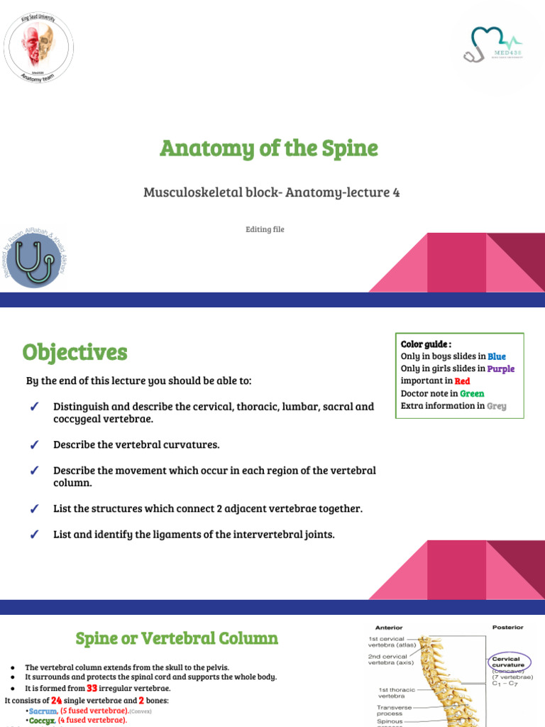 Lecture (4) Anatomy of The Spine | PDF | Vertebra | Vertebral Column