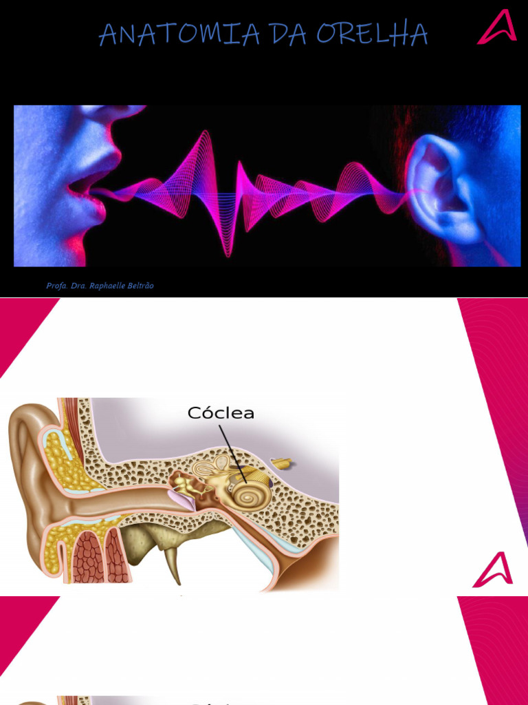 Anatomia da Orelha: Estruturas e Funções | PDF | Orelha | Audição