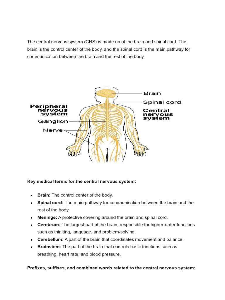 MT,CNS | PDF | Central Nervous System | Nervous System