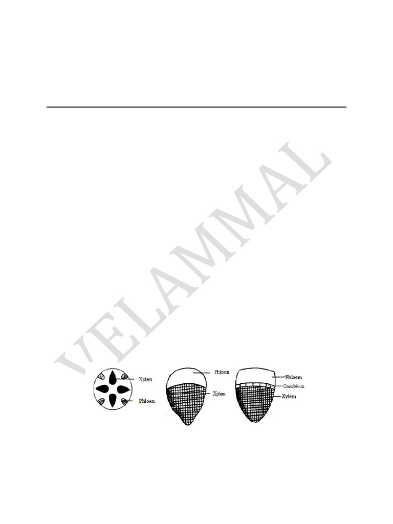 Pea Gynoecium: Multicarpellary Structure | PDF | Plant Stem | Tissue ...