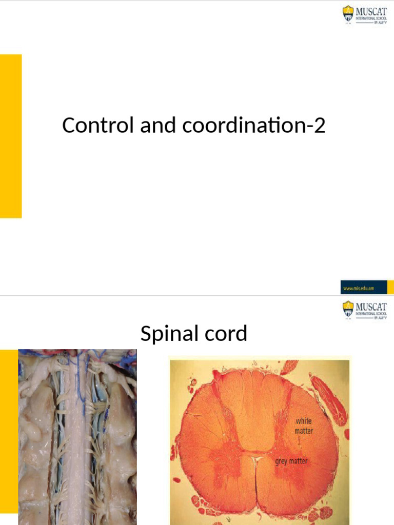 Spinal Cord Function and Reflex Arcs | PDF | Neurotransmitter ...