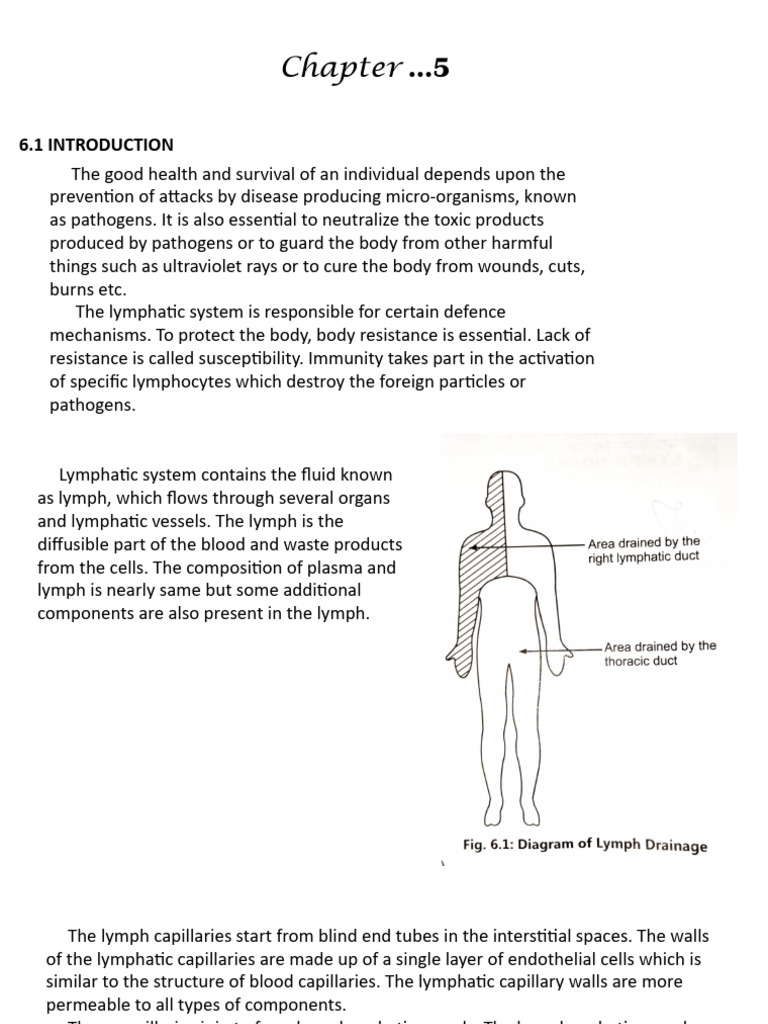 Chapter 5 | PDF | Lymph Node | Lymphatic System