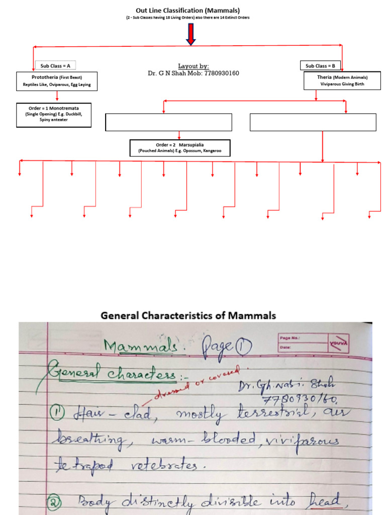 Classification of Mammals Overview | PDF | Mammals | Mammal Orders