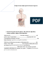 Verifica Su Apparato Digerente