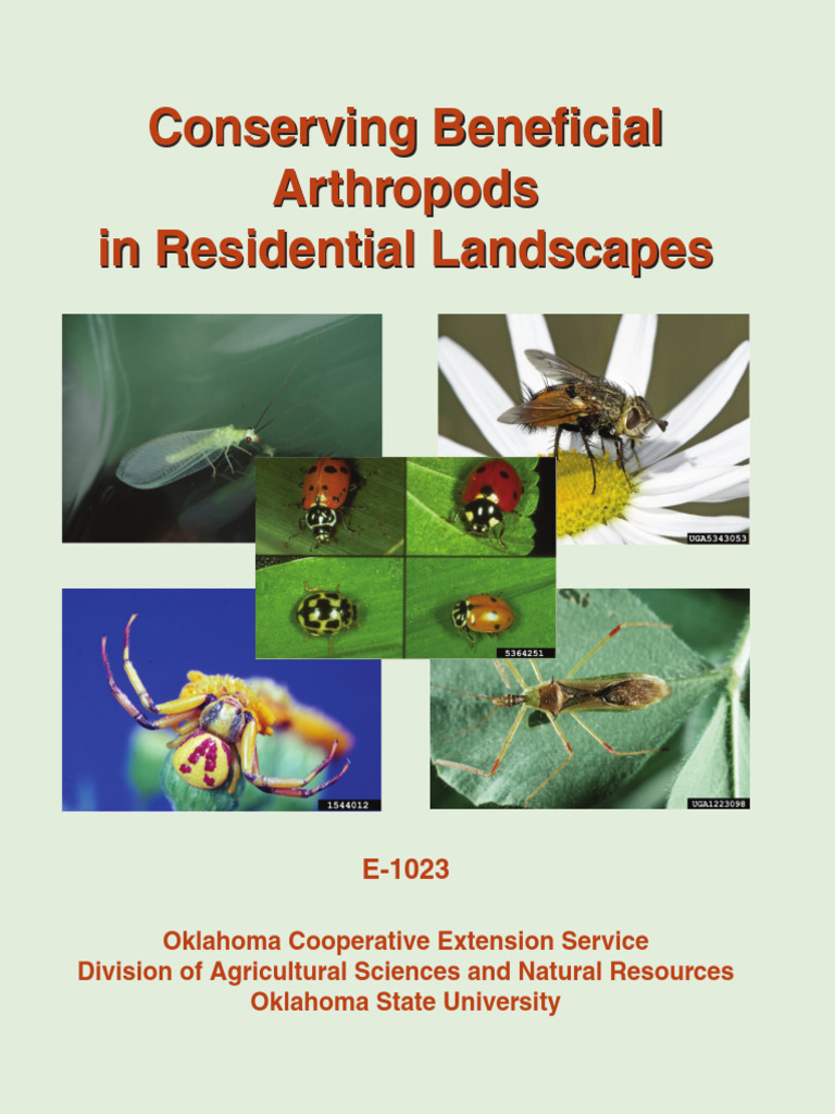 Conserving Beneficial Insects in Gardens | PDF | Coccinellidae | Insects