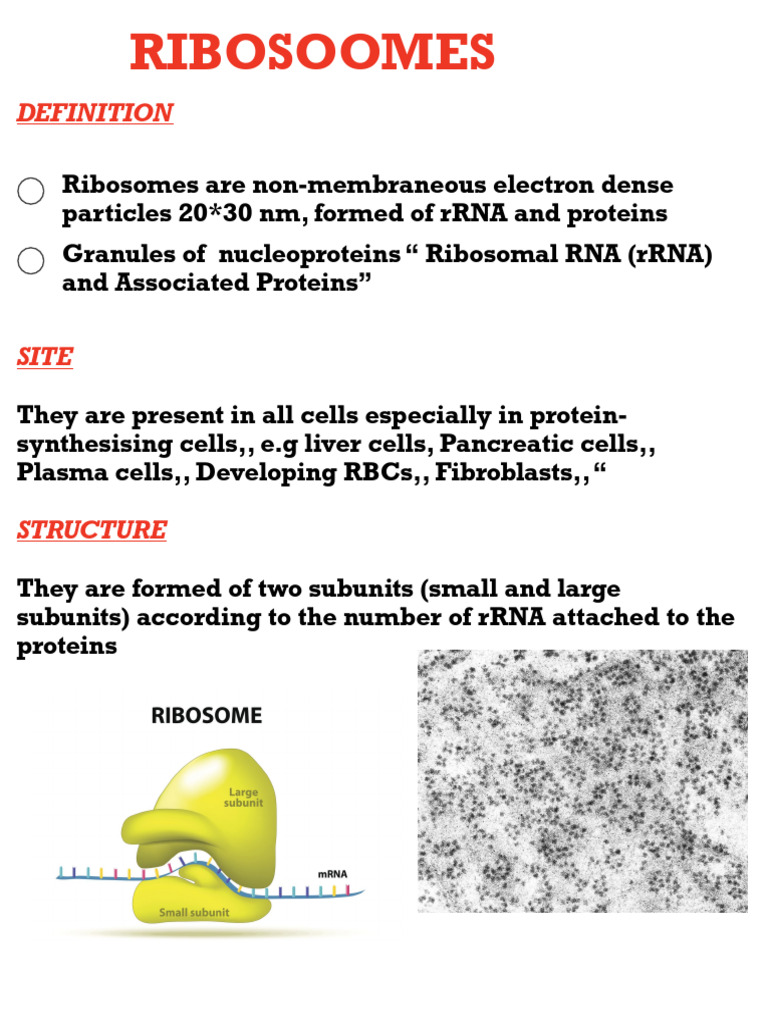 Ribosomes | PDF | Ribosome | Proteins