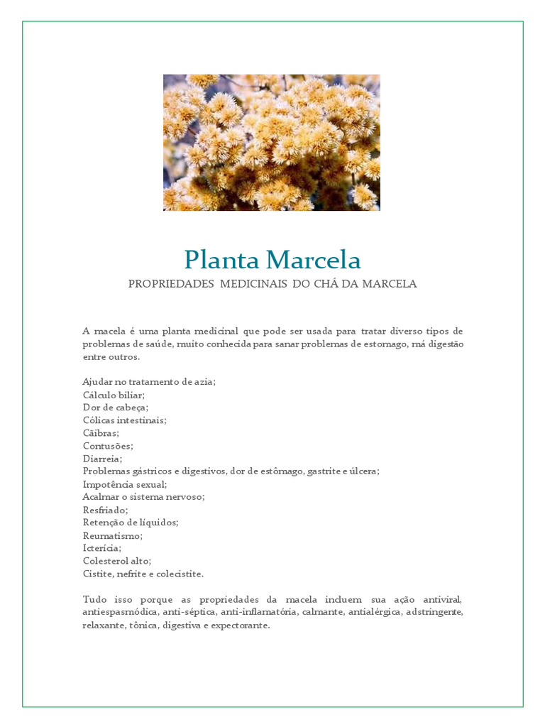 Propriedades e Preparo do Chá de Macela | PDF