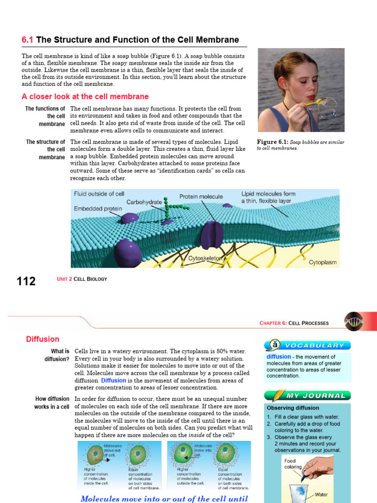 Cell Membrane Structure and Function | PDF | Cell Membrane | Osmosis