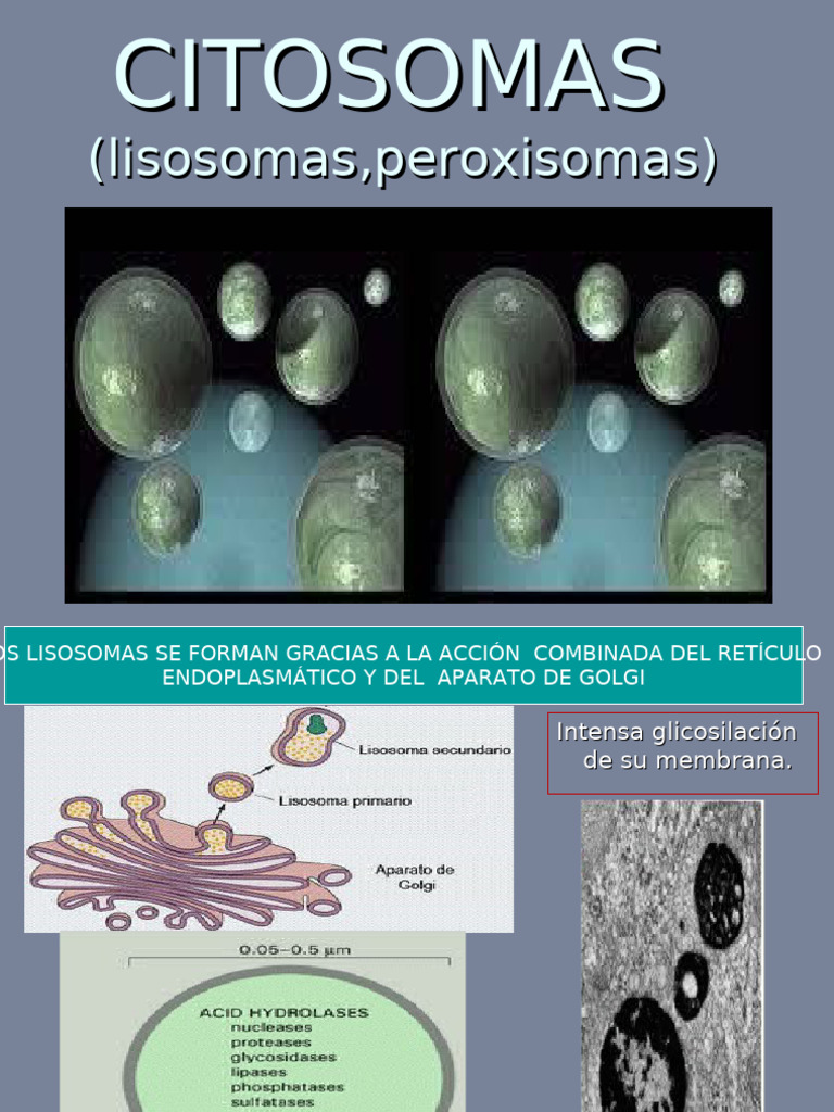 Lisosomas y Peroxisomas: Funciones y Formación | PDF | Lisosoma ...