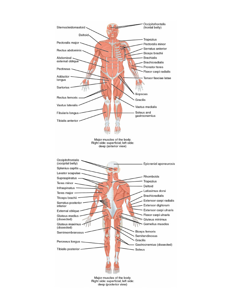 Muscles of The Body | PDF