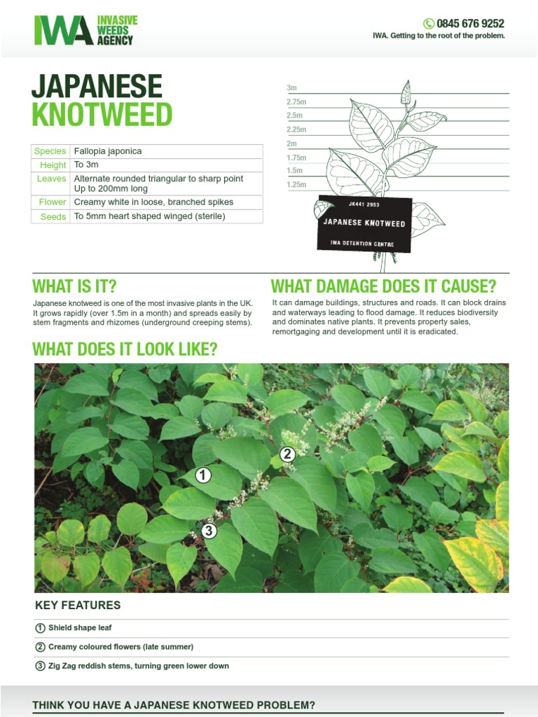 Japanese Knotweed Identification Sheet | Botany | Environmental Design