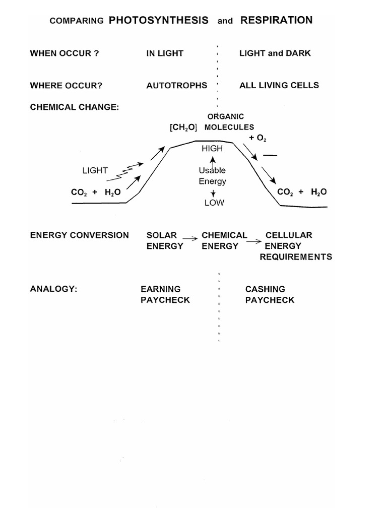 Lec 04 Comparing Photosyn To Respir | PDF