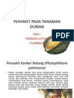 Penyakit Pada Tanaman Durian